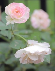 薔薇