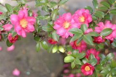 雨上がりの山茶花