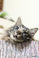 猫