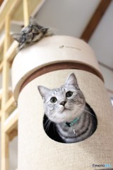 キャットタワー