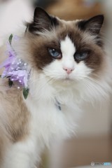 猫