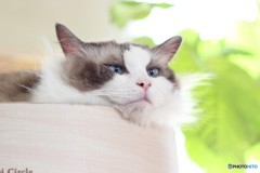 猫