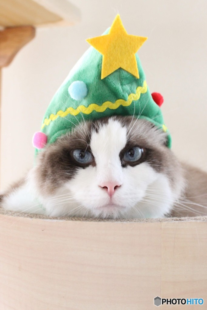 クリスマスツリー