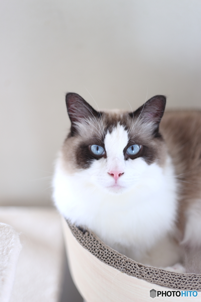 猫