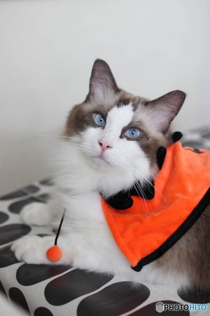ハロウィン