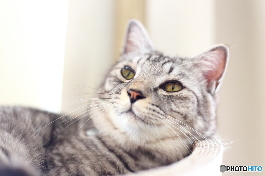 猫