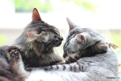 仲良しな猫
