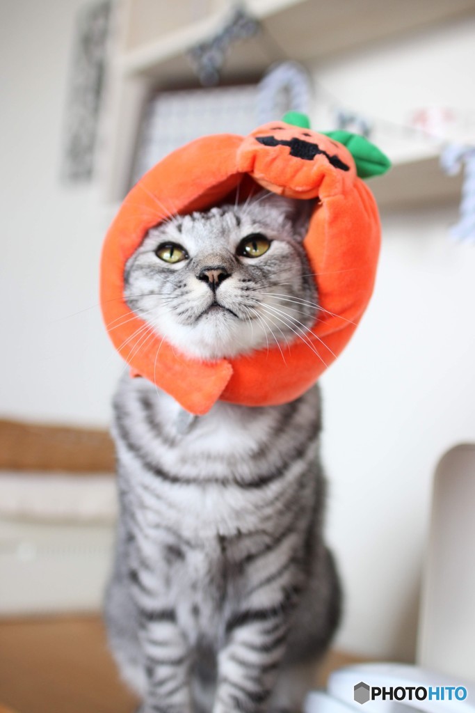 ハロウィン