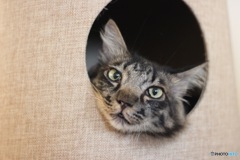 キャットタワーからこんにちは