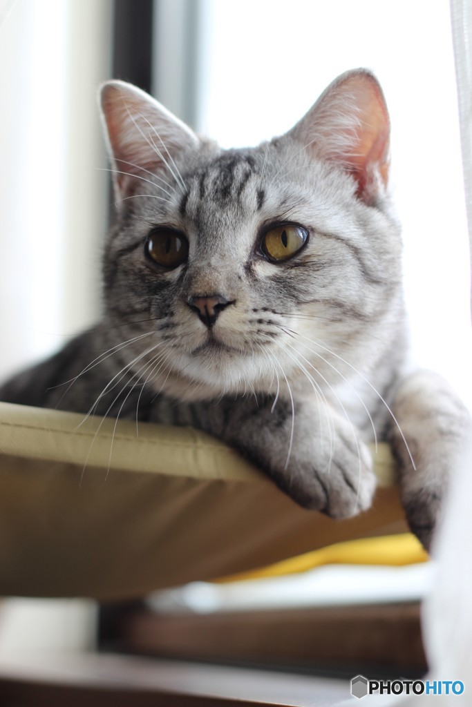 猫
