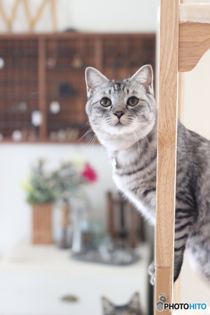 猫