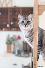 猫