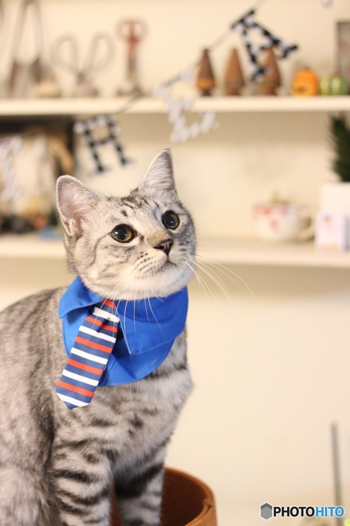 猫