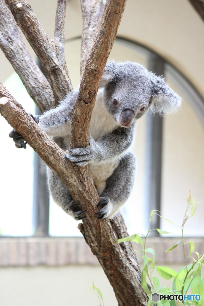 神戸市立王子動物園のコアラ