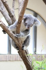 神戸市立王子動物園のコアラ