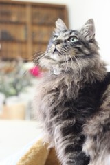 猫