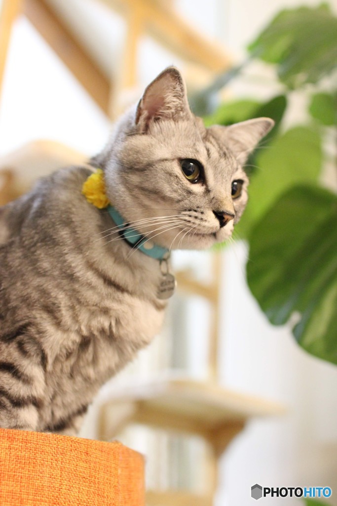 猫