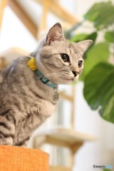 猫