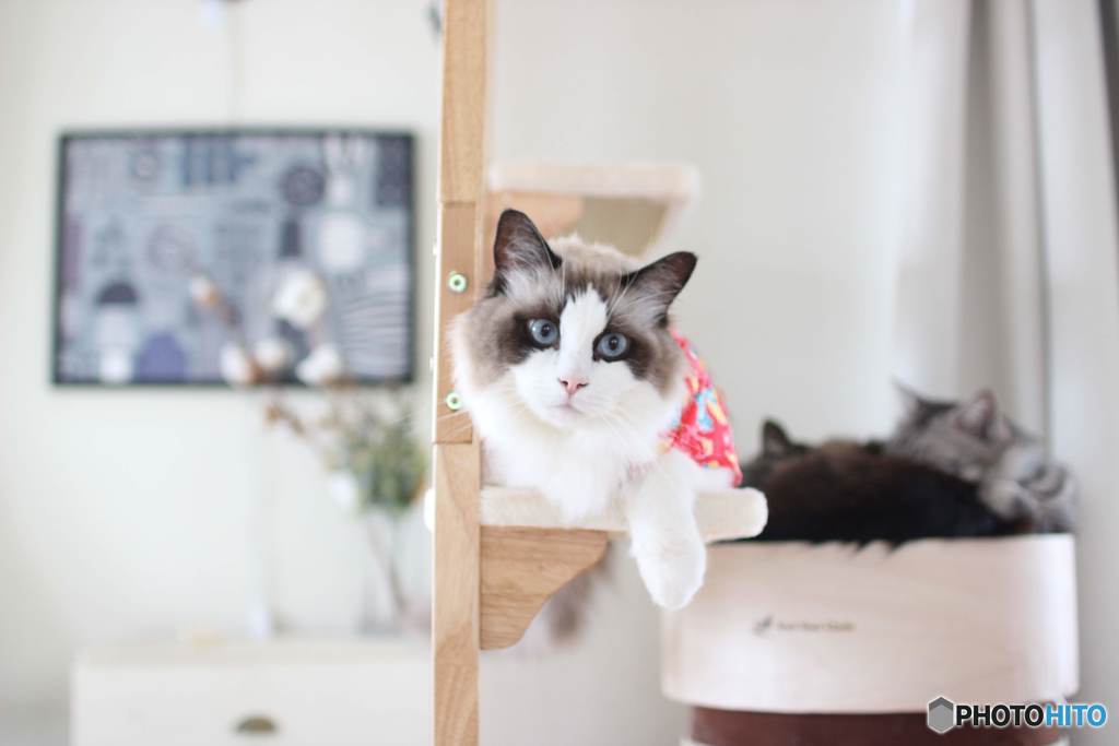 猫