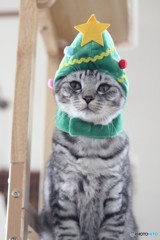 猫ツリー