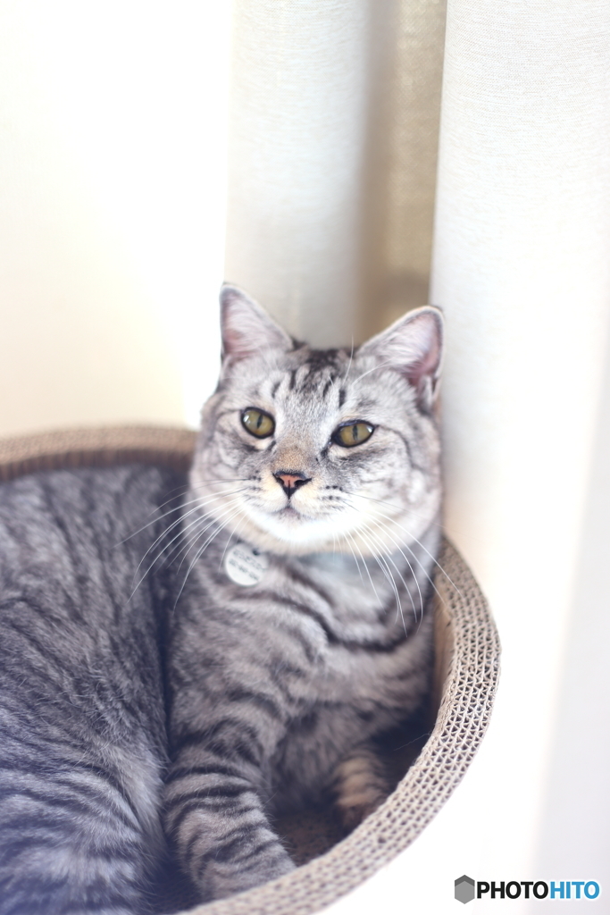 猫
