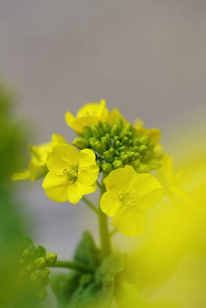 公園の菜の花