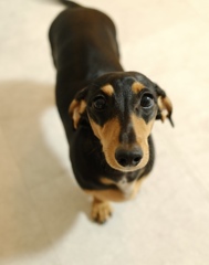 愛犬