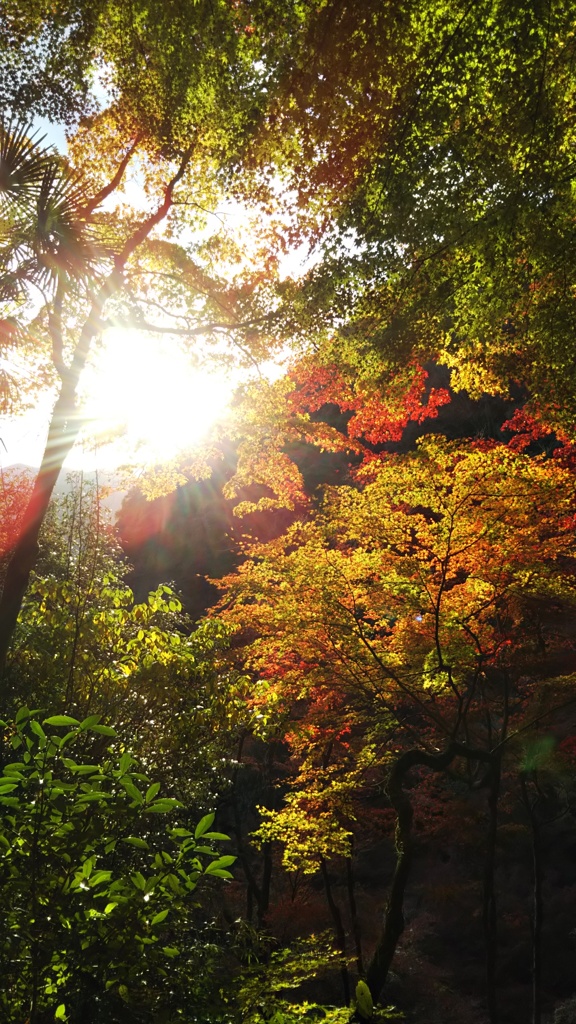 紅葉　大洲市白滝公園