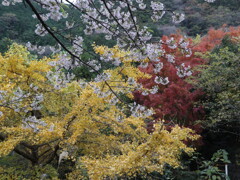 平家谷公園紅葉