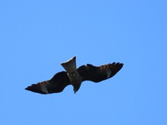 獲物を狙う　ねずみ島上空