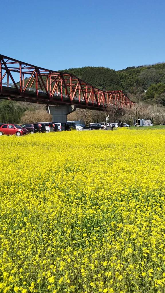 河川敷公園　菜の花畑