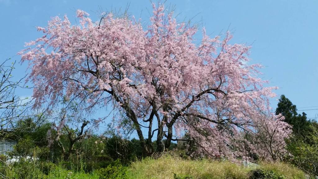 しだれ桜