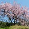 しだれ桜