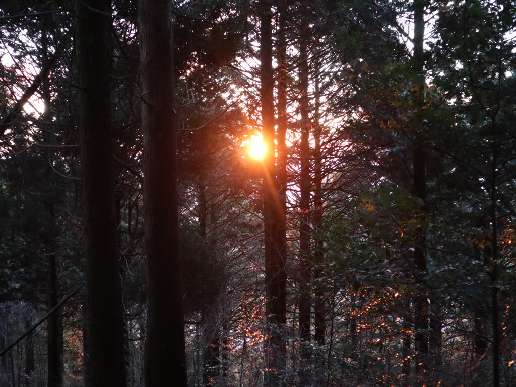 大判山山頂の朝日