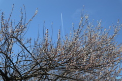 白梅と飛行機雲