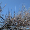 白梅と飛行機雲