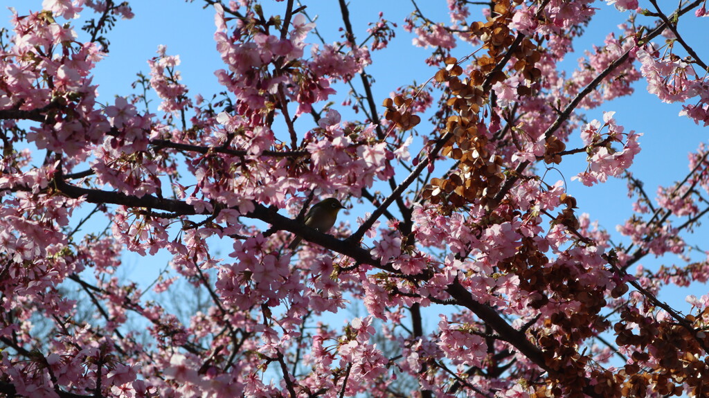 寒桜とメジロ
