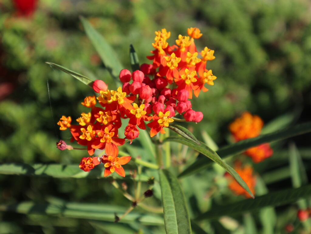 秋の花