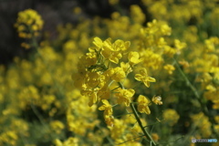 菜の花　砥部町七折梅祭り