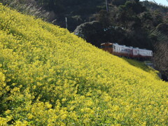 菜の花と伊予灘ものがたり