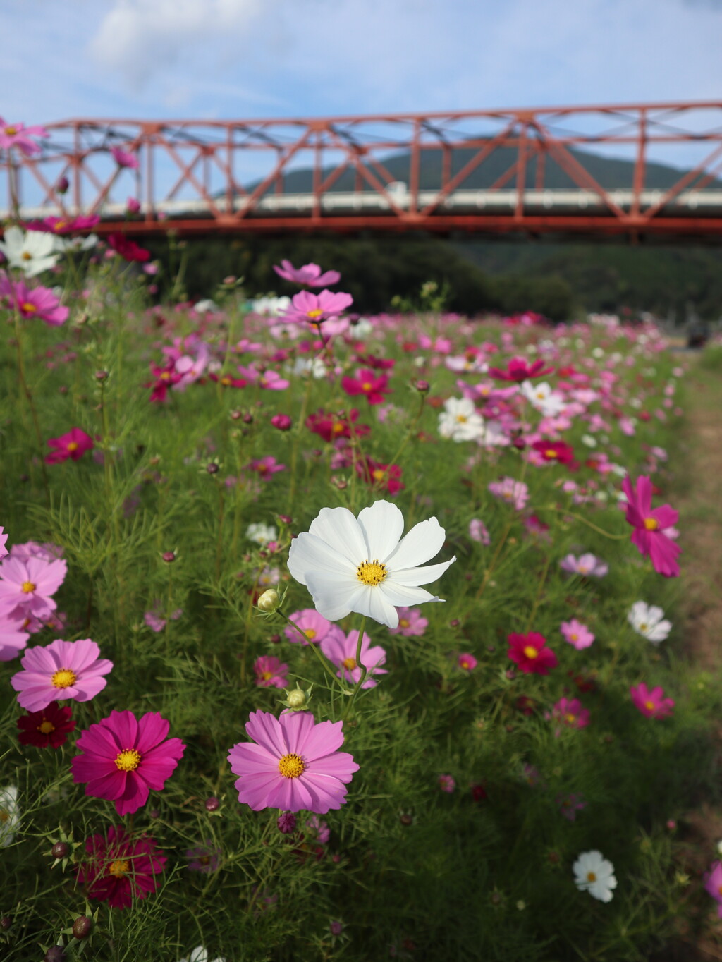 コスモスと赤橋　大洲市五郎河川敷花畑