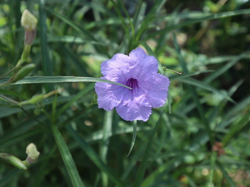 夏の花