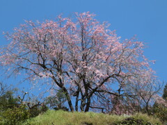 しだれ桜