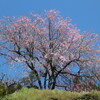 しだれ桜