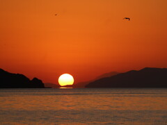 八幡浜港の夕日とかもめ