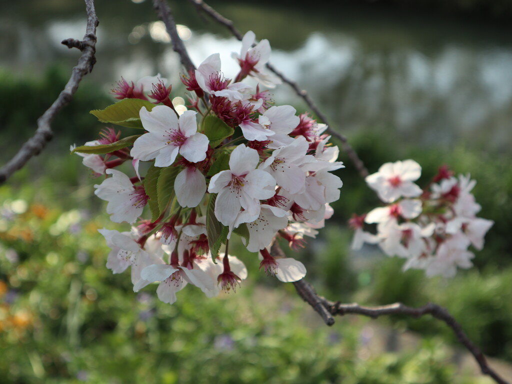 今日の桜