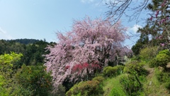 しだれ桜2