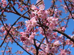 伊方町378号線　寒桜