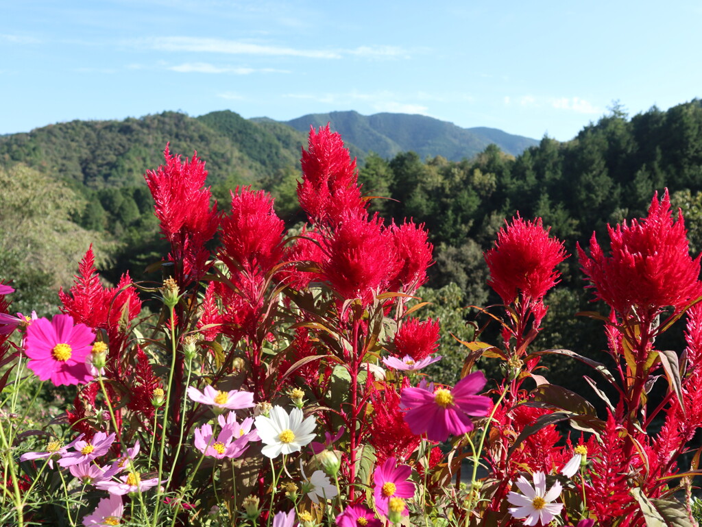 ケイト花