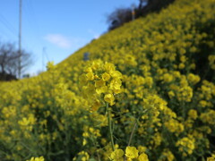 双海町閏住　菜の花